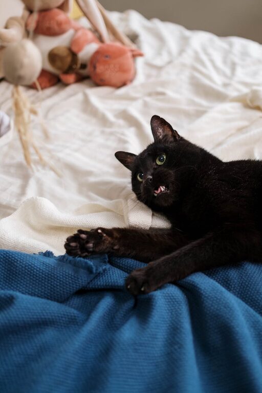 How to Set Up a Cozy Pet-Friendly Home Corner